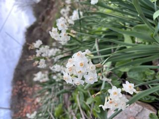 Narcissus pachybolbus Durieu [1/9]