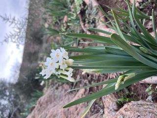 Narcissus pachybolbus Durieu [4/9]