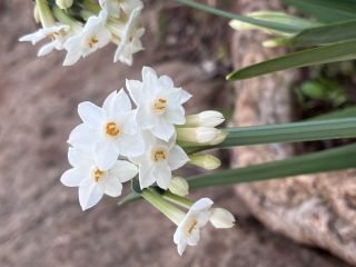 Narcissus pachybolbus Durieu [6/9]