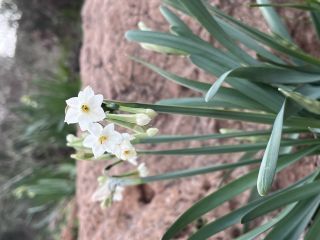 Narcissus pachybolbus Durieu [7/9]