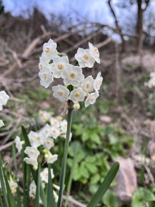 Narcissus pachybolbus Durieu [6/9]