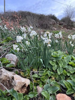 Narcissus pachybolbus Durieu [7/9]