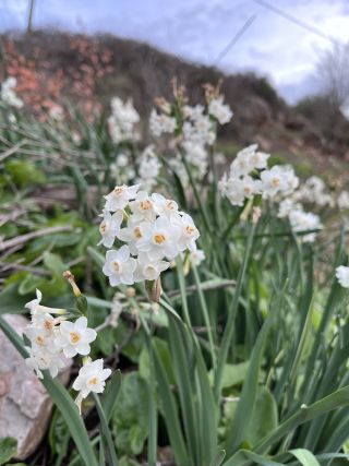 Narcissus pachybolbus Durieu [8/9]