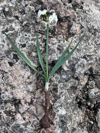 Narcissus pachybolbus Durieu [9/9]