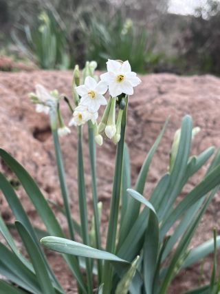 Narcissus pachybolbus Durieu [2/9]