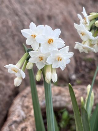 Narcissus pachybolbus Durieu [3/9]