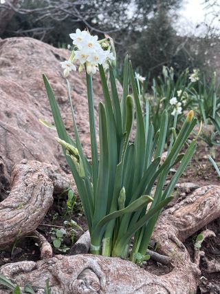 Narcissus pachybolbus Durieu [4/9]