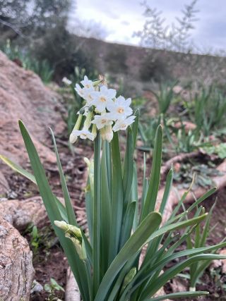 Narcissus pachybolbus Durieu [5/9]