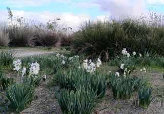 Narcissus papyraceus ker Gawl. [1/5]