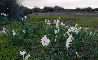 Narcissus papyraceus ker Gawl. [2/5]