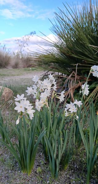 Narcissus papyraceus ker Gawl. [3/5]