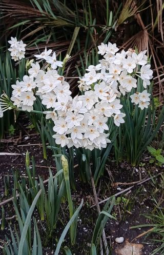 Narcissus papyraceus ker Gawl. [5/5]