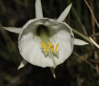Narcissus peroccidentalis Fern. Casas [8/20]