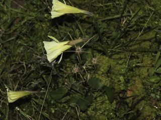 Narcissus peroccidentalis Fern. Casas [9/20]