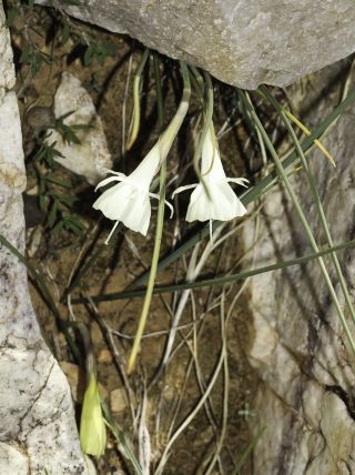 Narcissus peroccidentalis Fern. Casas [15/20]