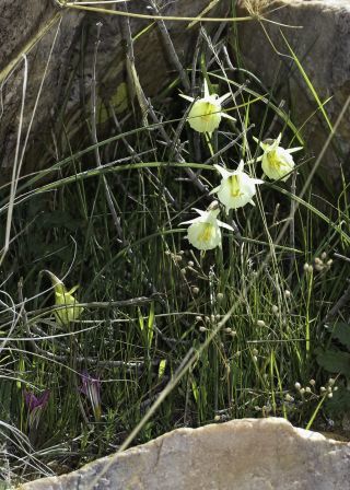 Narcissus peroccidentalis Fern. Casas [16/20]