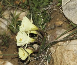 Narcissus peroccidentalis Fern. Casas [17/20]