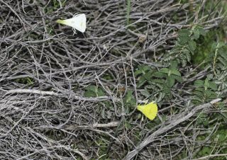 Narcissus peroccidentalis Fern. Casas [19/20]