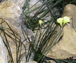 Narcissus peroccidentalis Fern. Casas [20/20]