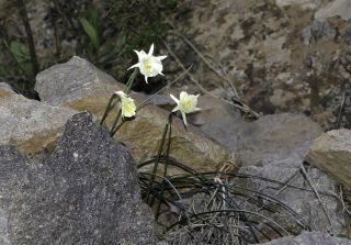 Narcissus peroccidentalis Fern. Casas [1/20]