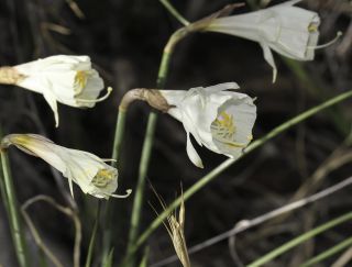 Narcissus peroccidentalis Fern. Casas [2/20]