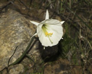 Narcissus peroccidentalis Fern. Casas [3/20]
