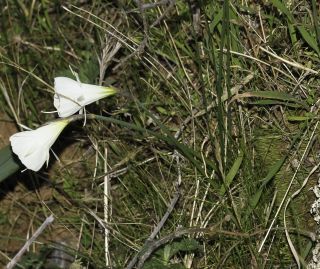 Narcissus peroccidentalis Fern. Casas [4/20]