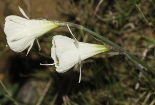 Narcissus peroccidentalis Fern. Casas [5/20]