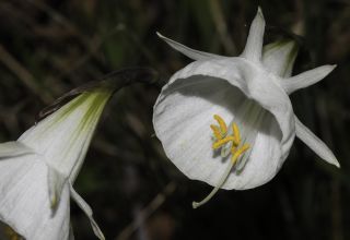 Narcissus peroccidentalis Fern. Casas [7/20]