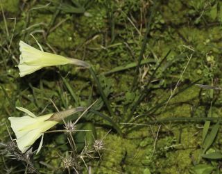 Narcissus peroccidentalis Fern. Casas [10/20]
