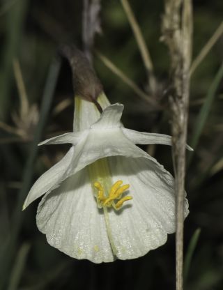 Narcissus peroccidentalis Fern. Casas [11/20]