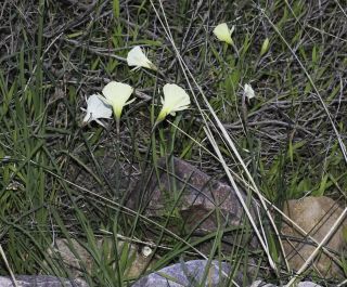 Narcissus peroccidentalis Fern. Casas [12/20]
