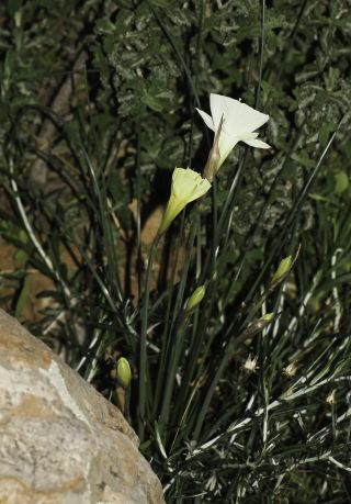 Narcissus peroccidentalis Fern. Casas [13/20]