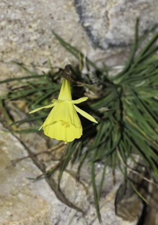 Narcissus peroccidentalis Fern. Casas [14/20]