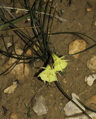 Narcissus peroccidentalis Fern. Casas [18/20]