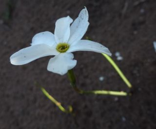 Narcissus serotinus L. [2/2]