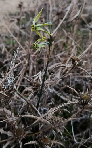 Narcissus viridiflorus Schousb. [1/6]