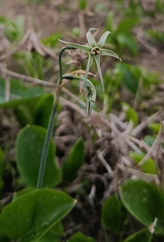 Narcissus viridiflorus Schousb. [2/6]