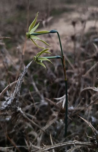 Narcissus viridiflorus Schousb. [3/6]