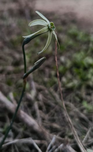 Narcissus viridiflorus Schousb. [4/6]