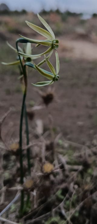 Narcissus viridiflorus Schousb. [5/6]