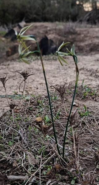 Narcissus viridiflorus Schousb. [6/6]