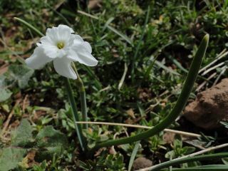 Narcissus watieri Maire [2/10]