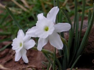 Narcissus watieri Maire [5/10]