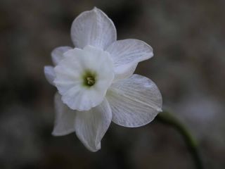 Narcissus watieri Maire [9/10]