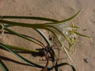 Pancratium trianthum Herb. [3/7]