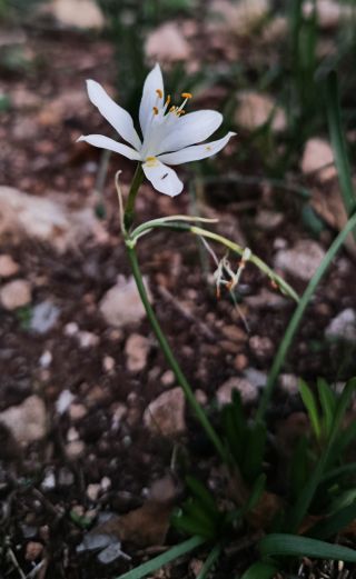 Vagaria ollivieri Maire [1/7]