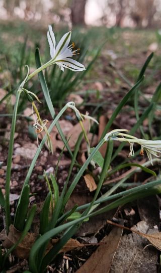 Vagaria ollivieri Maire [4/7]