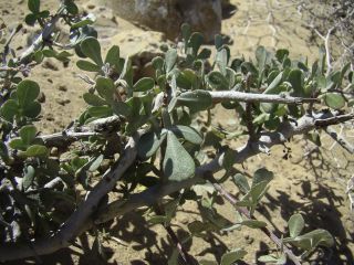 Searsia albida (Schousb.) Moffett [3/8]