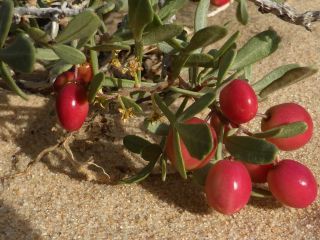Searsia albida (Schousb.) Moffett [7/8]